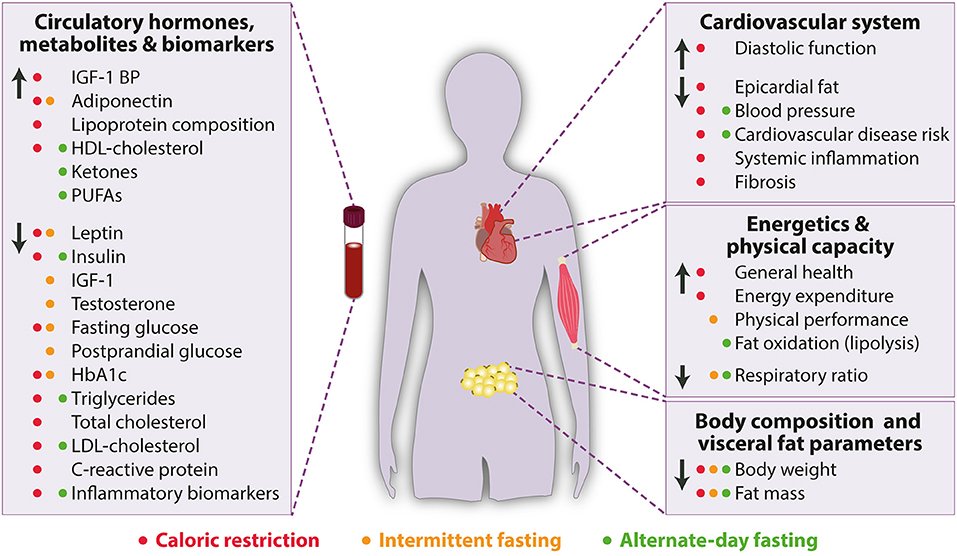 The Impact of Intermittent Fasting on Cardiovascular Health