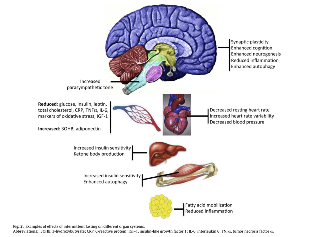 The Impact of Intermittent Fasting on Cardiovascular Health