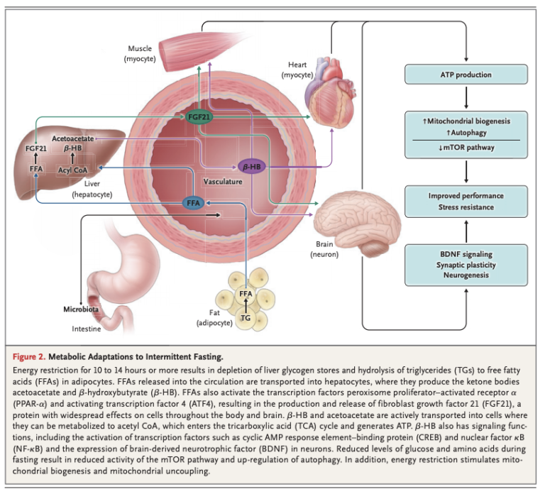 The Impact of Intermittent Fasting on Cardiovascular Health